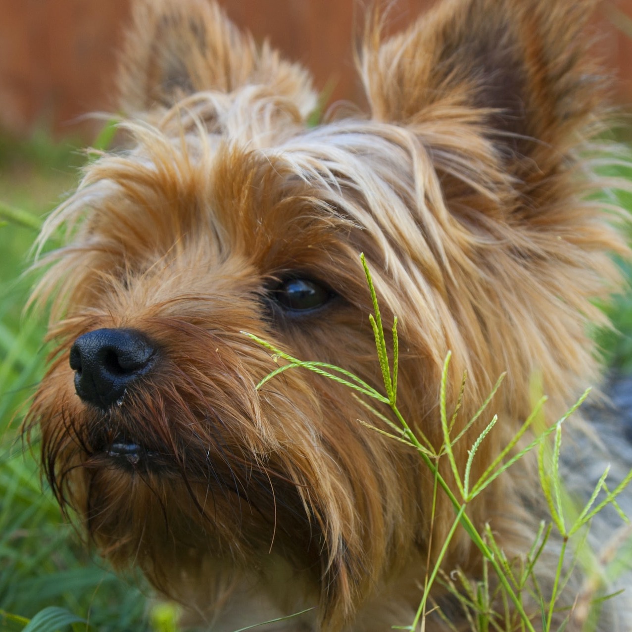 Yorkshire Terrier lying on grass covered ground